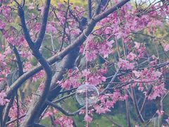 -狐尾山公园