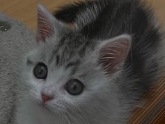 -帕帕拉兹宠物(亚洲旗舰店)