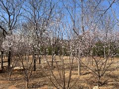 -北京西山国家森林公园