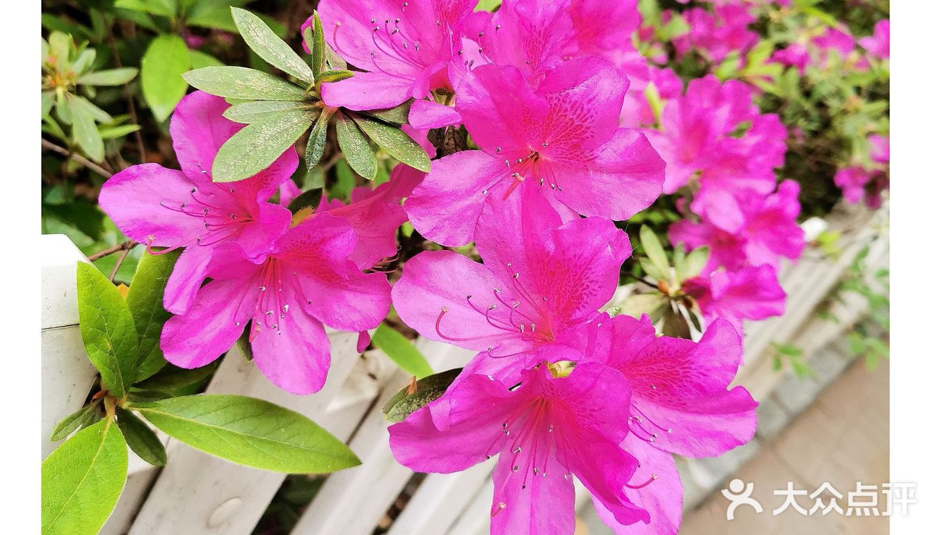 金陵花事||大行宫市民广场.杜鹃花