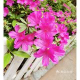 金陵花事||大行宫市民广场.杜鹃花