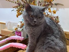 -有猫主题·治愈系猫咖(曾厝垵店)