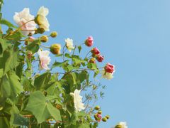 -上海吴淞炮台湾国家湿地公园