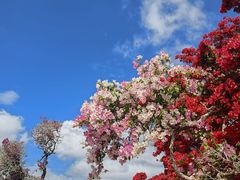 -海南热带雨林国家公园吊罗山景区