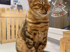 -Heymao猫咖.咖啡厅(东门店)