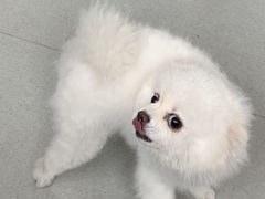 -谐和益家动物医院·免疫绝育·血液透析·宠保定点医院(高新伊藤分院)