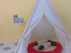 -RU DUCK柯尔鸭公社·撸鸭俱乐部·羊驼·小香猪