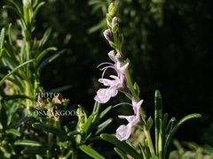 -上海辰山植物园