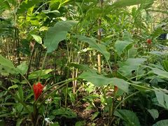 -中国科学院西双版纳热带植物园
