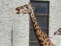 -石家庄市动物园