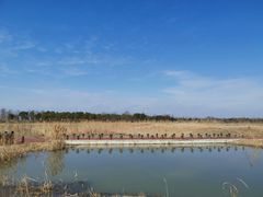 -春花秋色城市公园