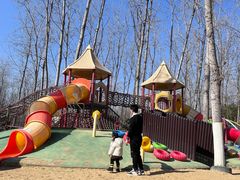 -合肥滨湖国家森林公园