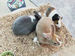 -喵宠乐园·撸猫互动·猫舍