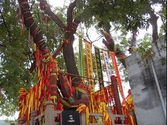 -大槐树寻根祭祖园