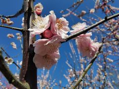 -花开海上生态园