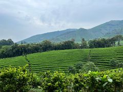 -帐篷客·溪龙茶谷度假酒店