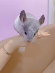 -Moni星球萌宠·小马宝莉·灵蛇·高端高阶全萌宠互动体验俱乐部(红豆国际广场店)
