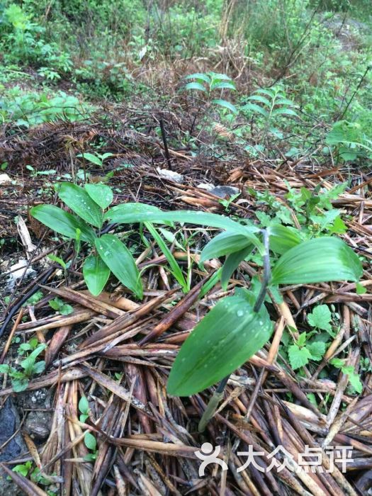 林隐山庄图片 - 第3张