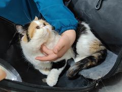 -米苏动物医院·犬猫专科·骨科外科内窥镜