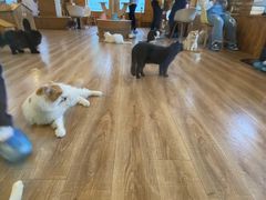 -猫的茶·猫咖