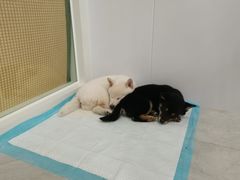 -柴犬小屋·柴餐厅·狗咖食堂(金鼎广场店)