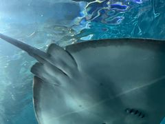 -上海海洋水族馆