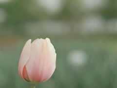 -杭州湾海上花田景区