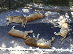 -大连森林动物园