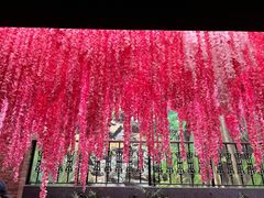 -南宫五洲植物乐园