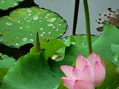 -荔湾湖公园