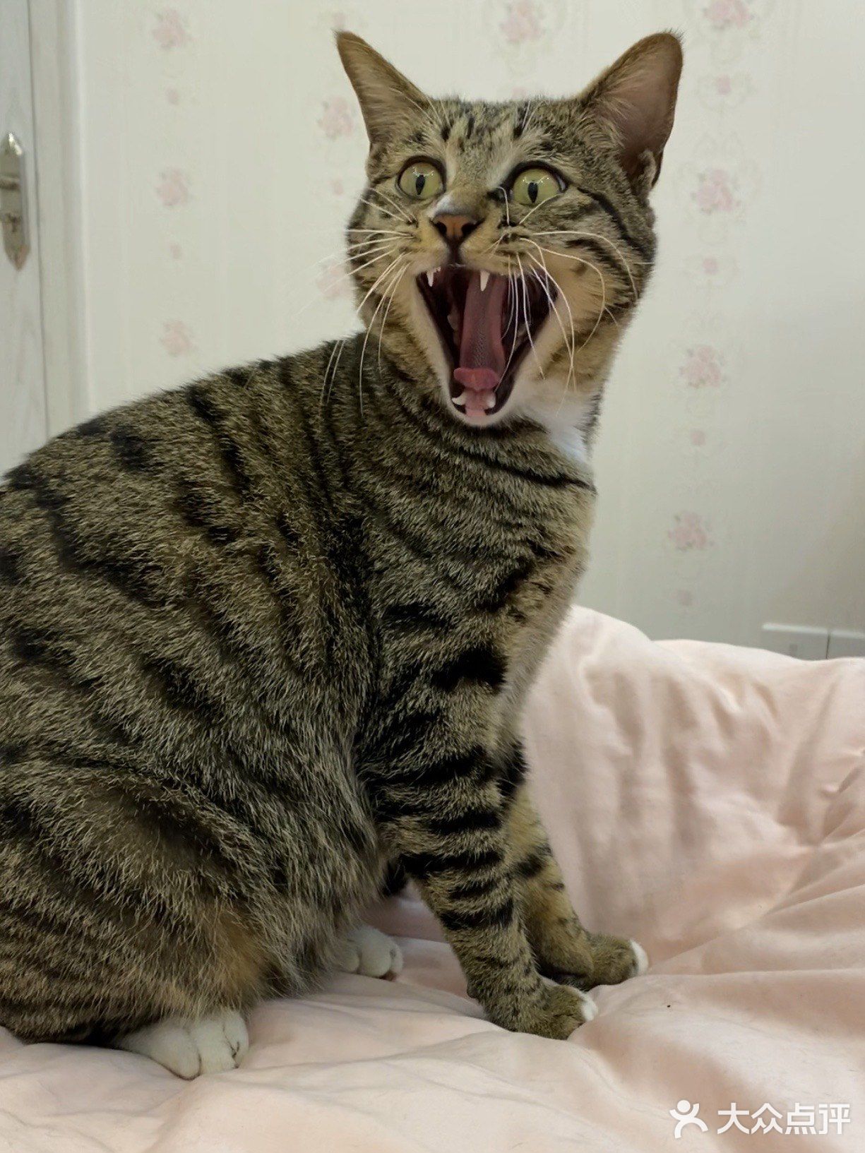 收养的流浪猫，真是越来越可爱，越看越好看