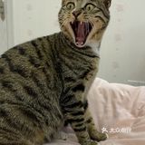 收养的流浪猫，真是越来越可爱，越看越好看