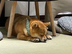 -逗柴咖啡屋·狗咖猫咖宠物桌游