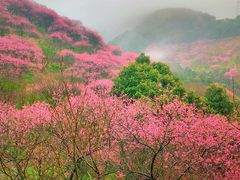 -新建村梅花