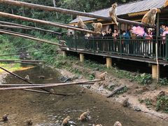 -西双版纳原始森林公园