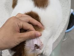 -佳雯宠物医院·皮肤科·内外科(春晓路分院)