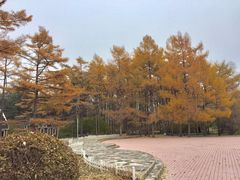 -黑龙江省森林植物园