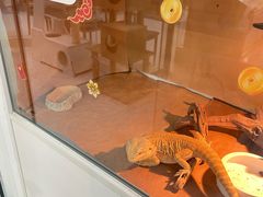 -喵园·猫主题咖啡厅·撸猫·猫咖(国贸店)