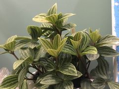 -三圣花乡旅游区