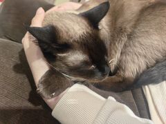 -藏猫猫咖啡主题馆(中央大道店)