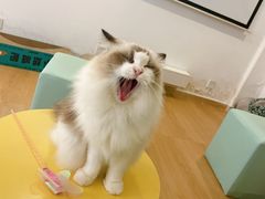 -猫在这儿猫咪咖啡馆·撸猫馆