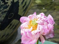 荷花-1-证大大拇指广场(芳甸路店)