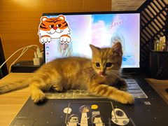 -小猫来了·猫舍(红山六九七九店)