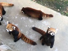 -杭州野生动物世界