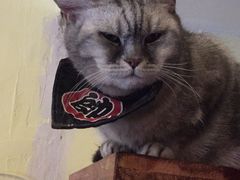 -猫色咖啡·猫咖