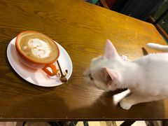 -猫色咖啡·猫咖