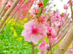 -南汇桃花村