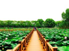 -洪湖生态旅游区