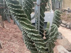 -南山植物园