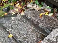 -五营国家森林公园